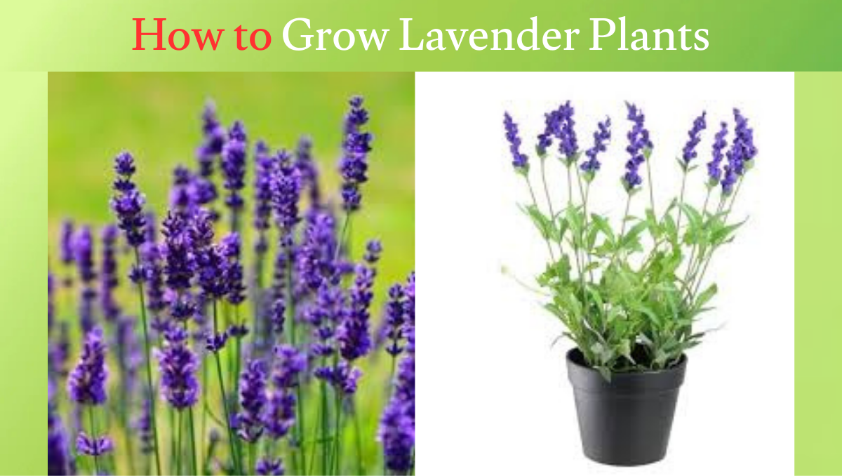 How to Grow Lavender Plants