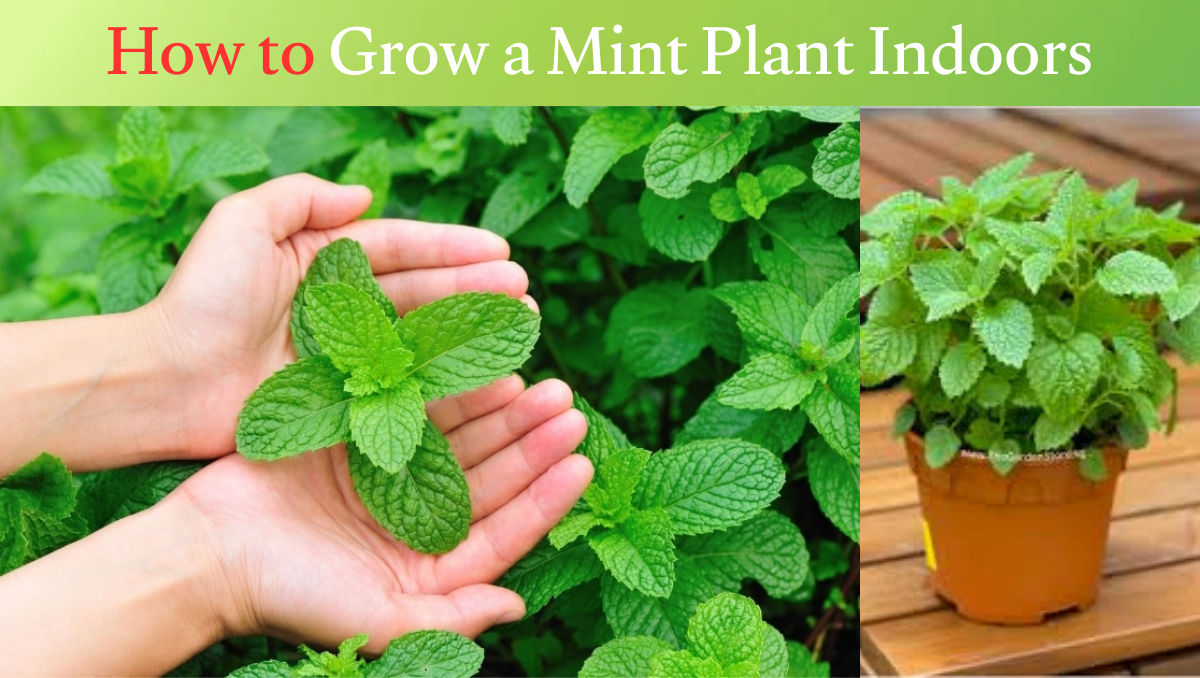 How to Grow a Mint Plant Indoors