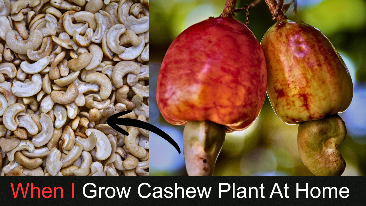 When i grow cashew plant at home