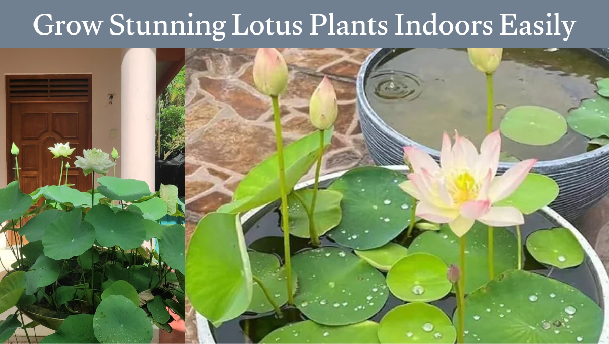 Grow Stunning Lotus Plants