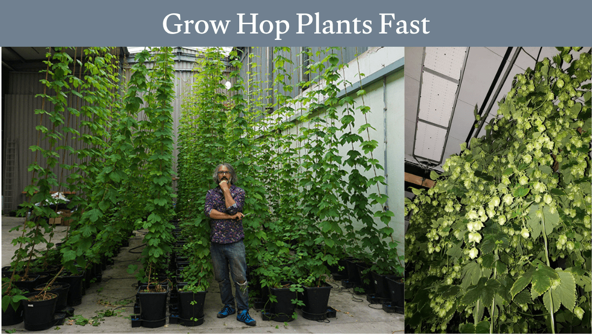 Grow Hop Plants Fast