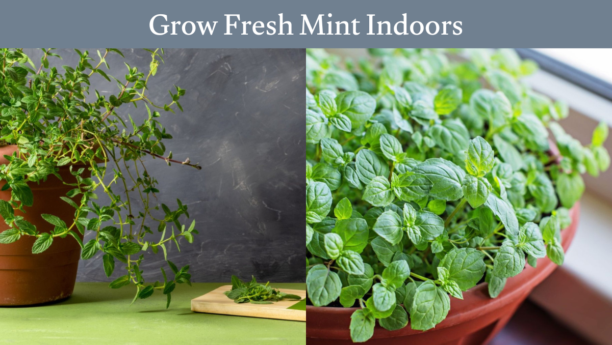 Grow Fresh Mint Indoors