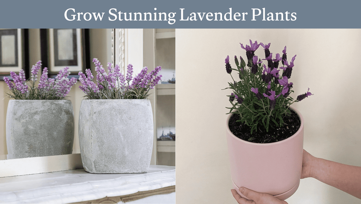 Grow Stunning Lavender Plants