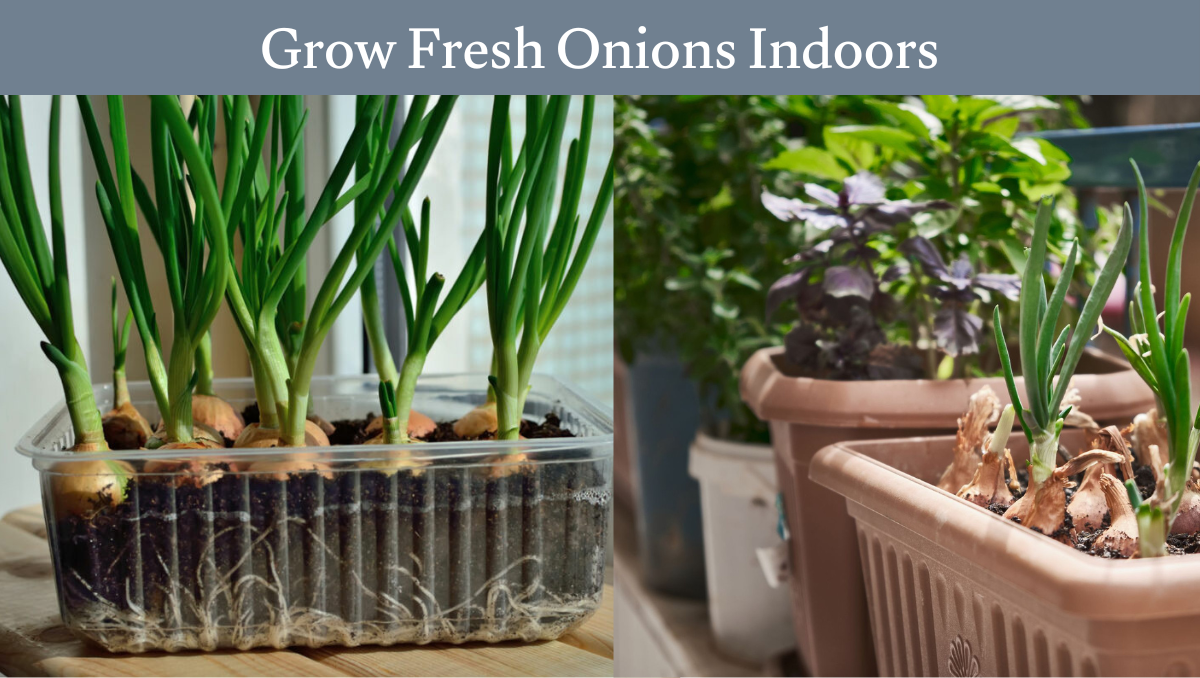 Grow Fresh Onions Indoors