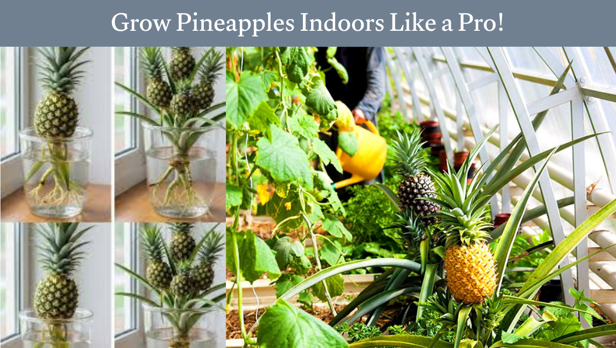 Grow Pineapples Indoors
