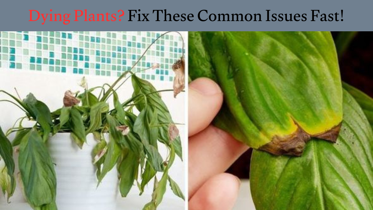 Dying Plants