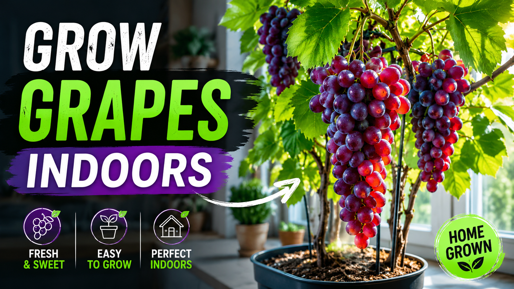 Grow Grapes Indoors